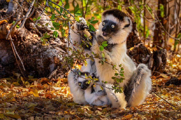 002 Berenty, verreauxsifaka.jpg